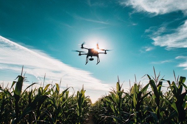 Drone flight Drone flying over cornfield under blue sky (ID#2)