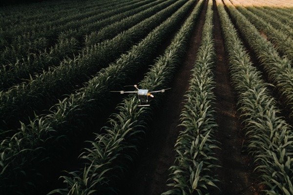 Drone flying over rows of crops in field (ID#5)